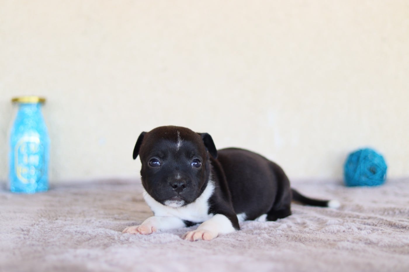 CHIOT 3