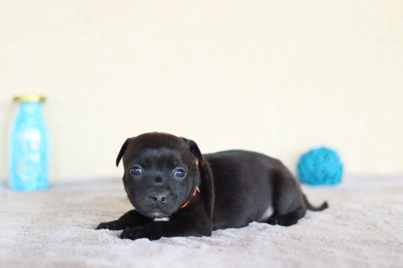 CHIOT 6