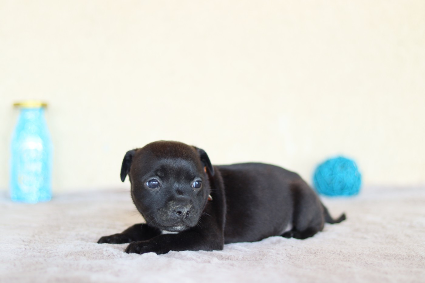 CHIOT 6