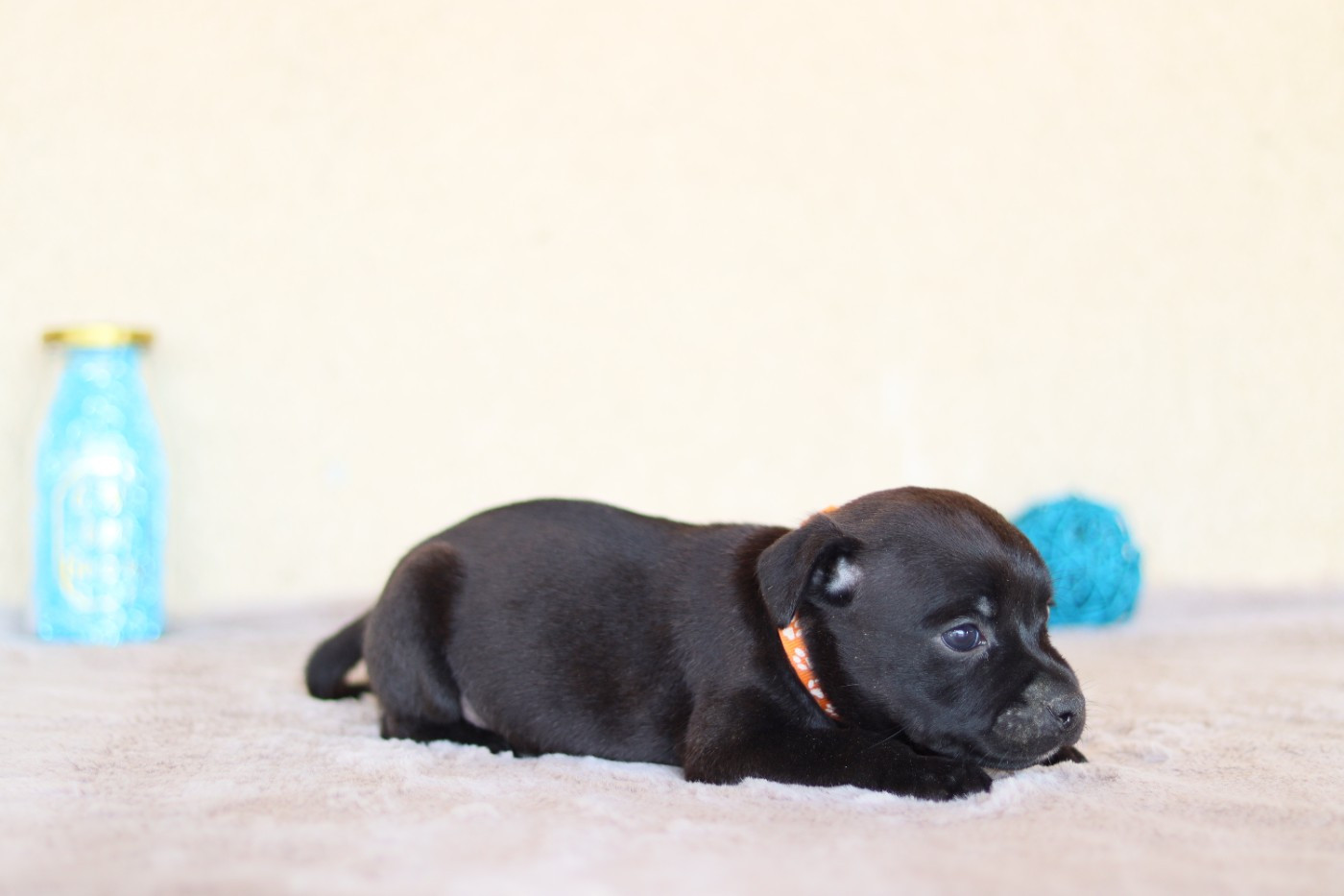 CHIOT 6
