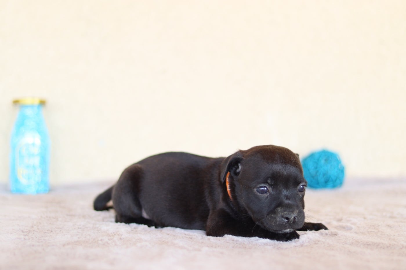 CHIOT 6