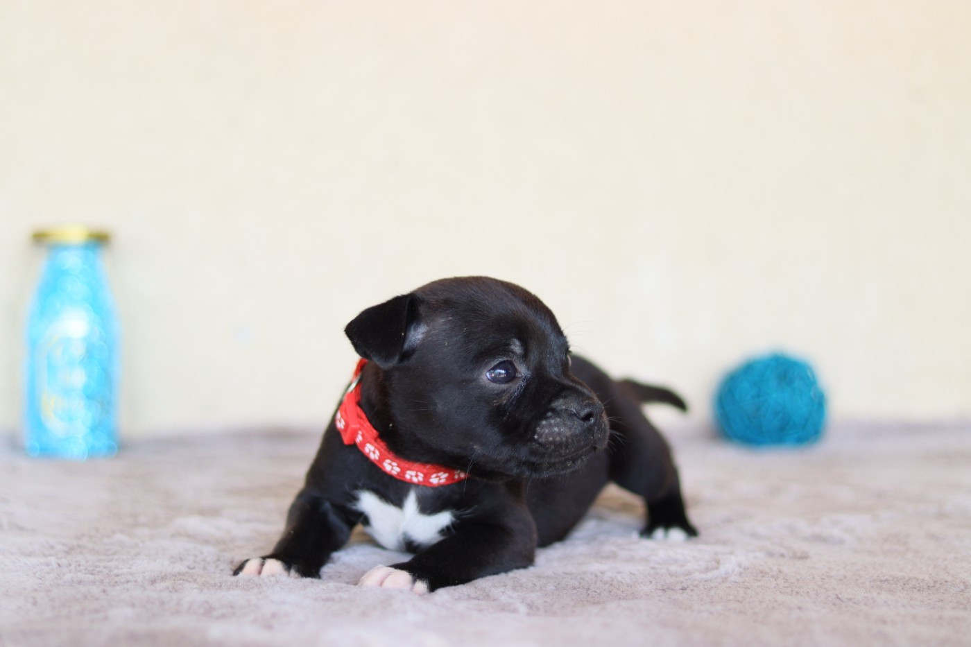 CHIOT 7