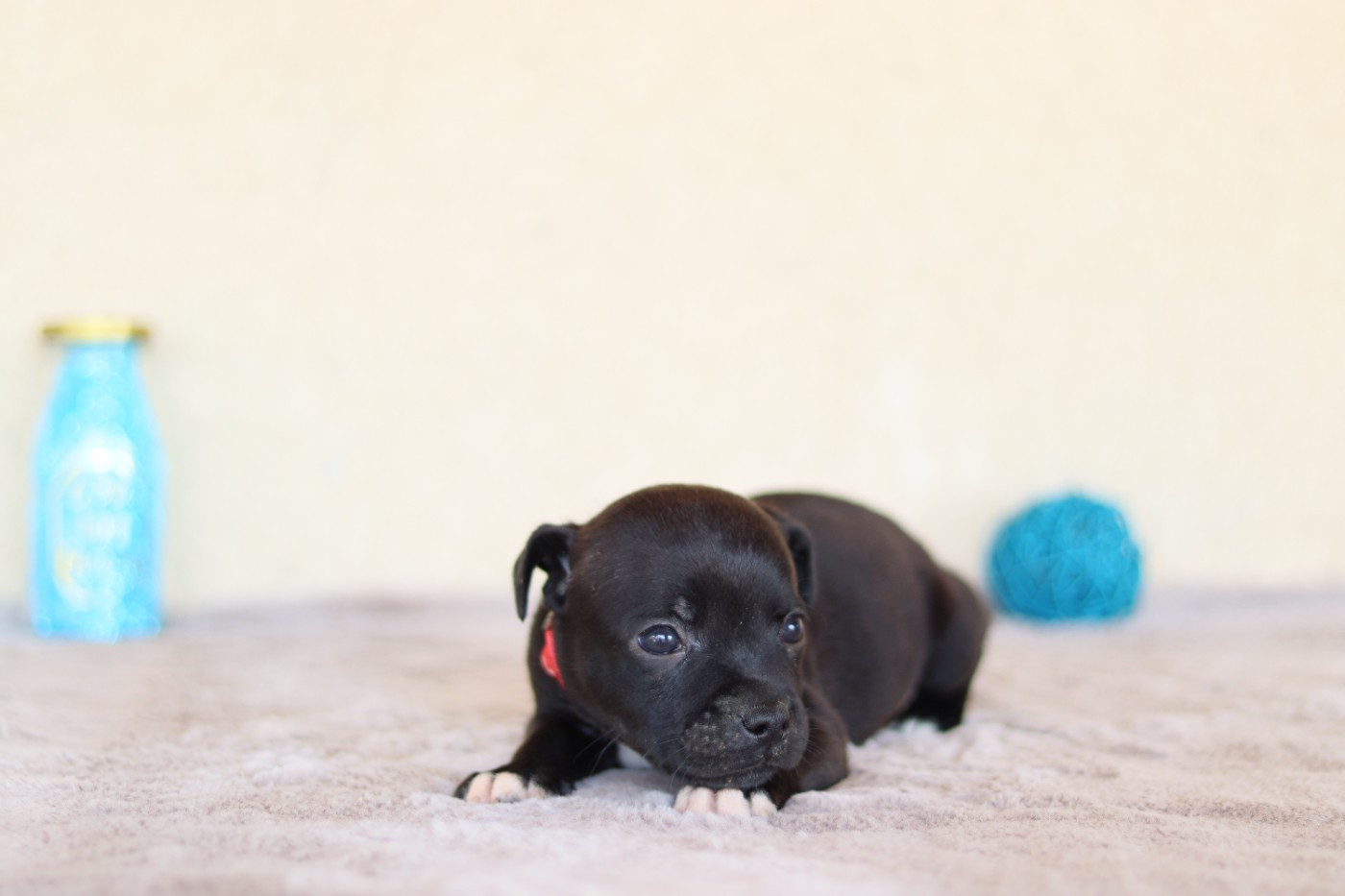 CHIOT 7