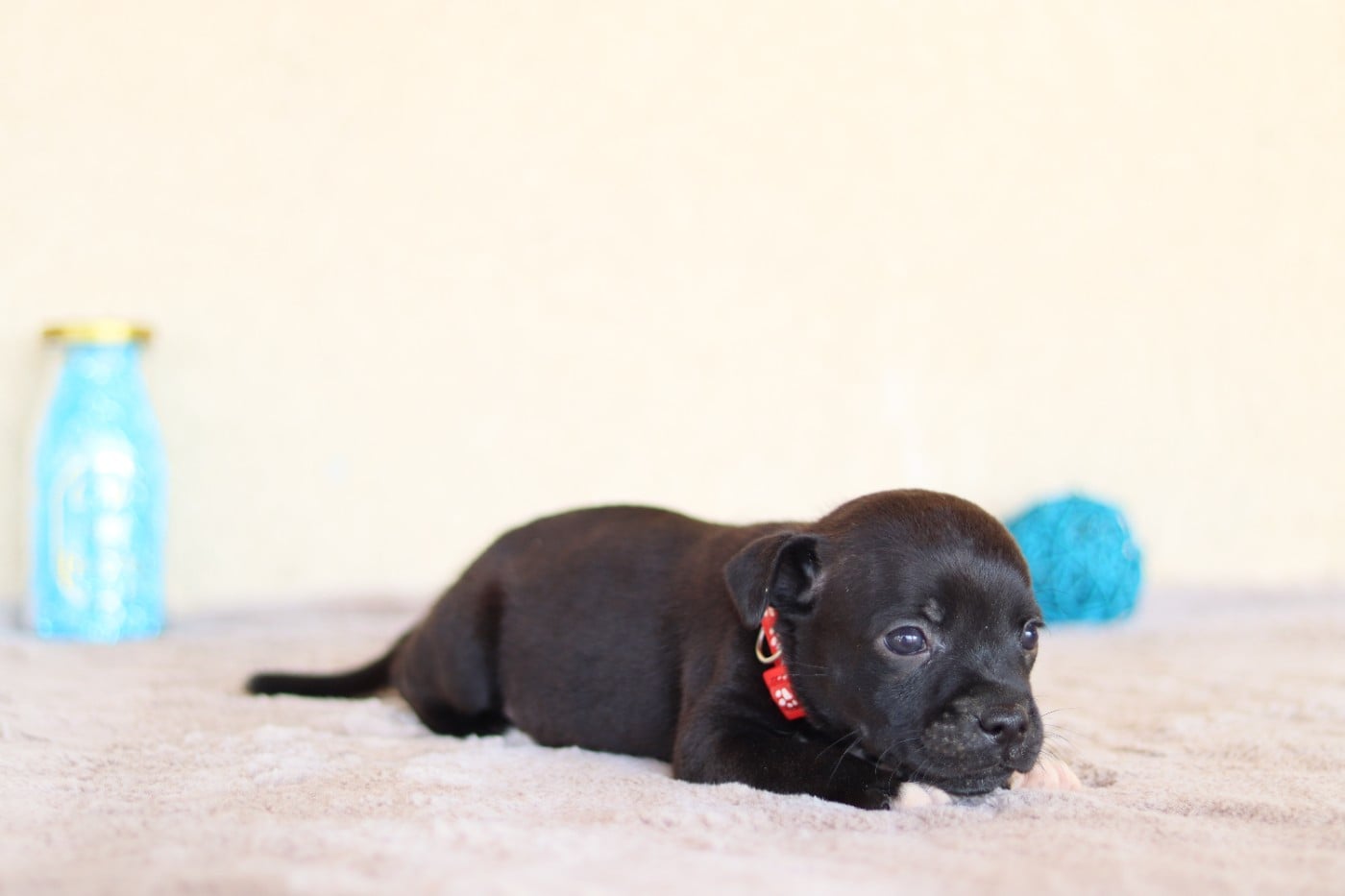 CHIOT 7