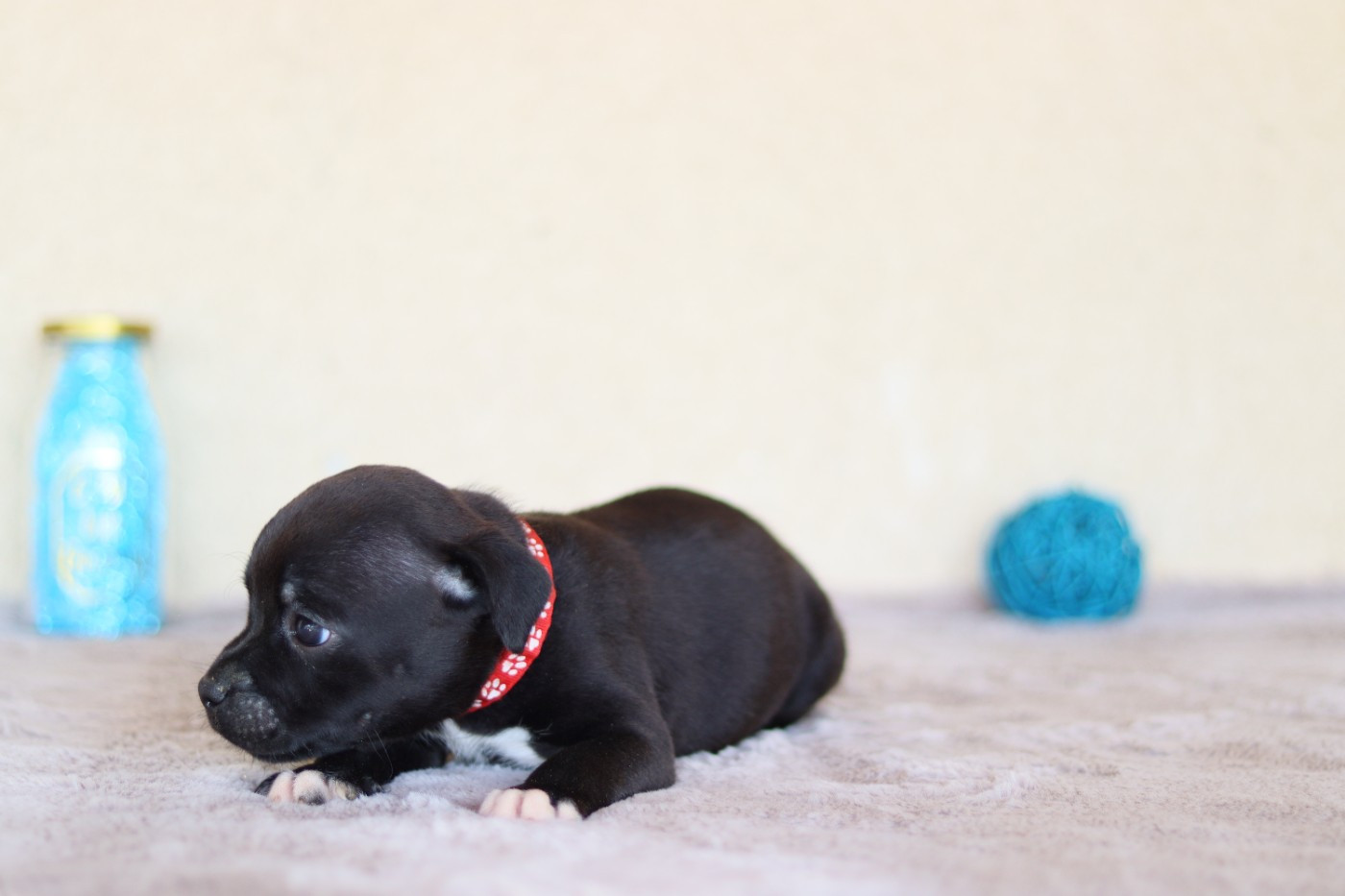 CHIOT 7