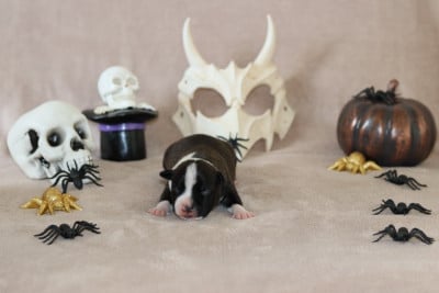 Les chiots de Staffordshire Bull Terrier