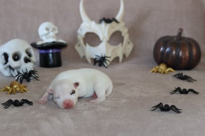 Les chiots de Staffordshire Bull Terrier