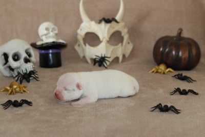 Les chiots de Staffordshire Bull Terrier