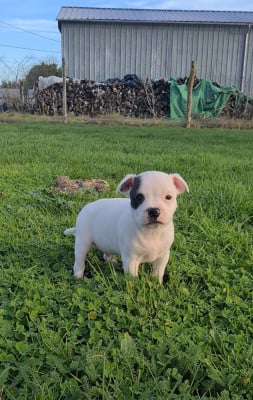 Les chiots de Staffordshire Bull Terrier