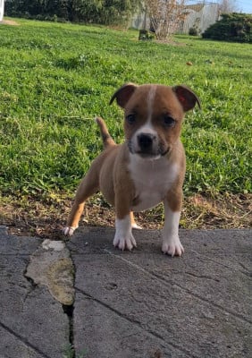 Les chiots de Staffordshire Bull Terrier