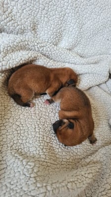 Les chiots de Shiba