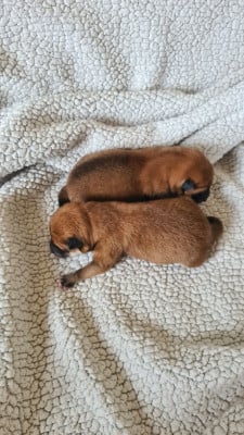 Les chiots de Shiba