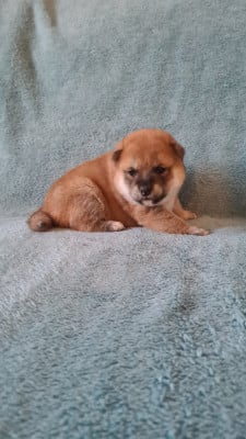 Les chiots de Shiba