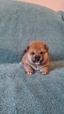 Les chiots de Shiba