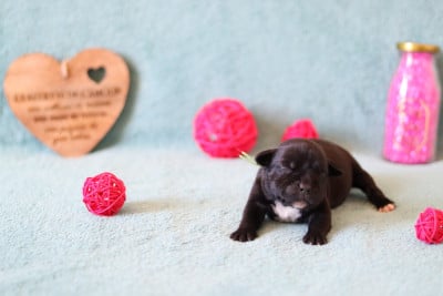 Les chiots de Staffordshire Bull Terrier