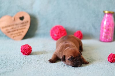 Les chiots de Staffordshire Bull Terrier