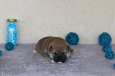Les chiots de Shiba