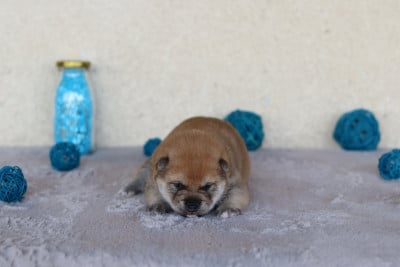 Les chiots de Shiba