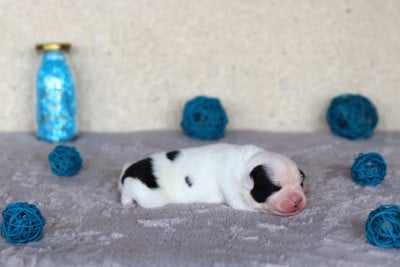Les chiots de Staffordshire Bull Terrier