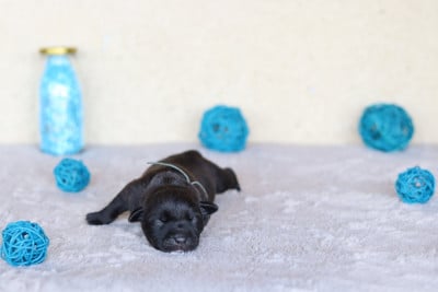 Les chiots de Staffordshire Bull Terrier