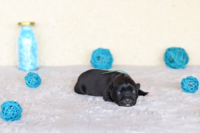 Les chiots de Staffordshire Bull Terrier