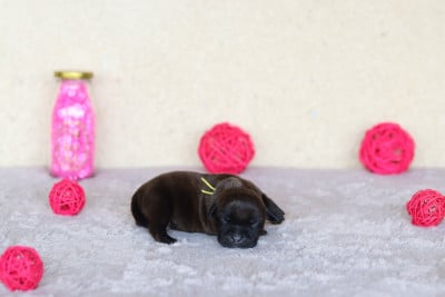 Les chiots de Staffordshire Bull Terrier