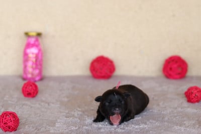 Les chiots de Staffordshire Bull Terrier