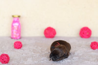 Les chiots de Staffordshire Bull Terrier