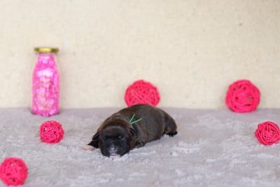 Les chiots de Staffordshire Bull Terrier