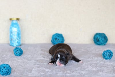Les chiots de Staffordshire Bull Terrier