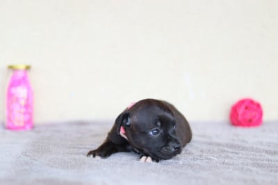 Les chiots de Staffordshire Bull Terrier