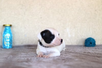 CHIOT 2 - Staffordshire Bull Terrier