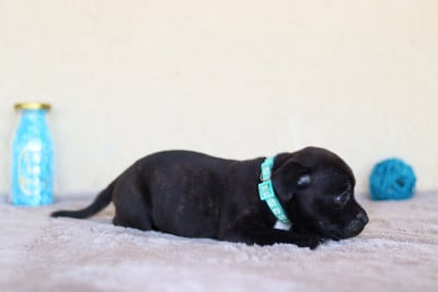 CHIOT 4 - Staffordshire Bull Terrier