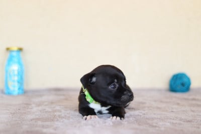 CHIOT 5 - Staffordshire Bull Terrier