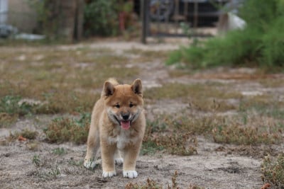 CHIOT 1 - Shiba