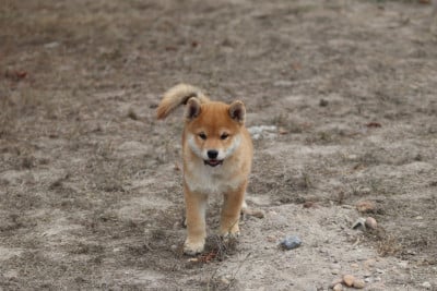CHIOT 2 - Shiba
