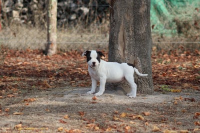 Les chiots de Staffordshire Bull Terrier