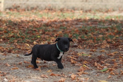 Les chiots de Staffordshire Bull Terrier
