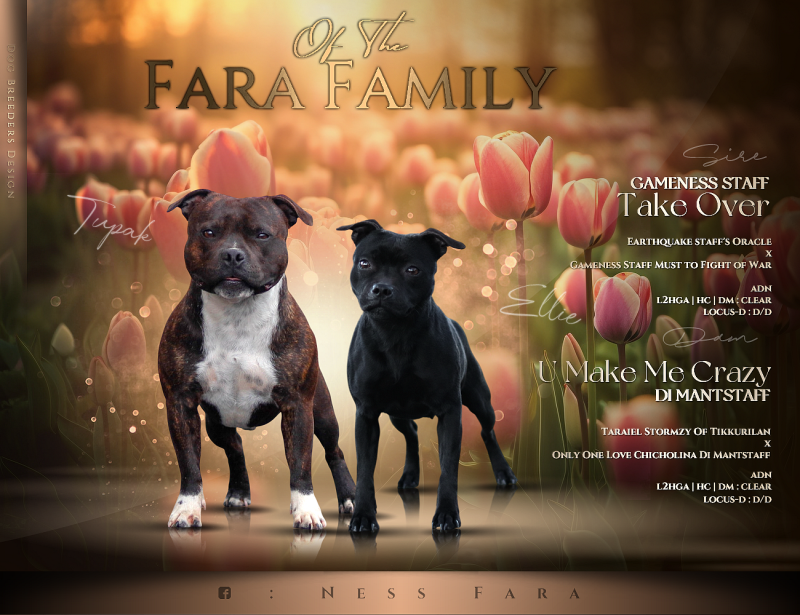 Staffordshire Bull Terrier - Of The Fara Family