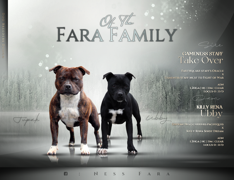 Staffordshire Bull Terrier - Of The Fara Family