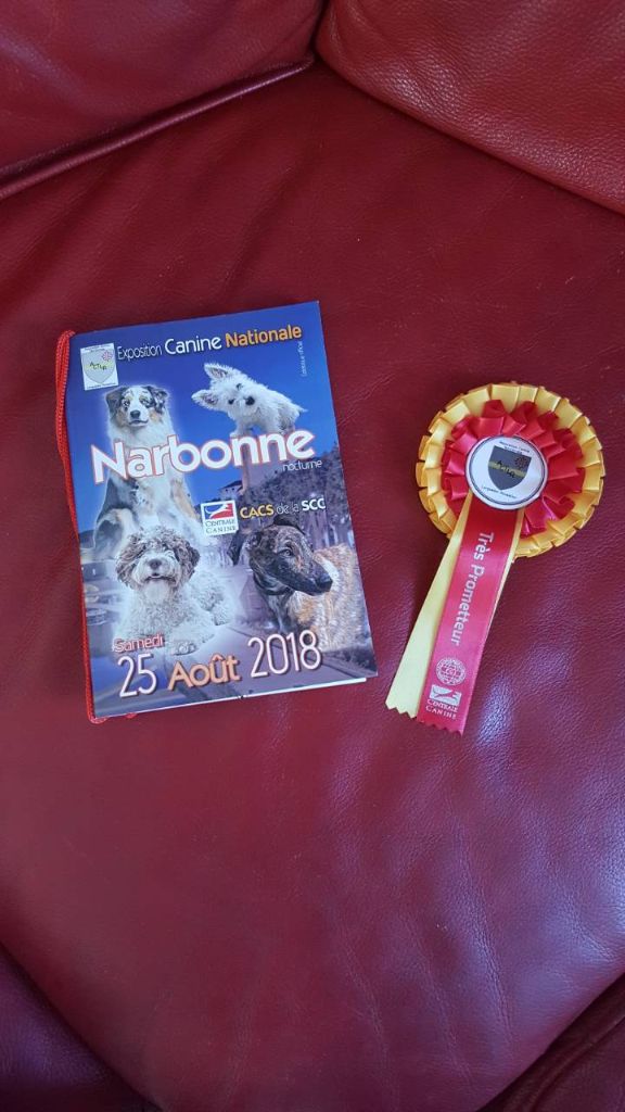 CH. Obayatelnyy myagkost shokolad Des Hibiscus D'Azur - Classe Baby : Très Prometteur