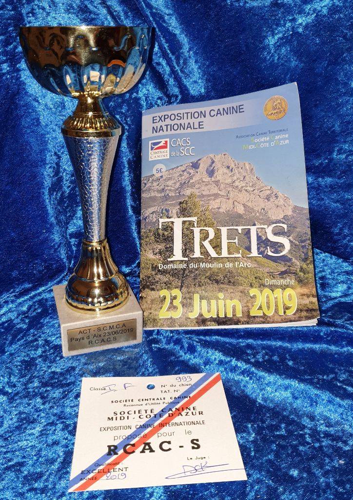 CH. Obayatelnyy myagkost shokolad Des Hibiscus D'Azur - Classe intermédiaire : 2ème exc - RCACS