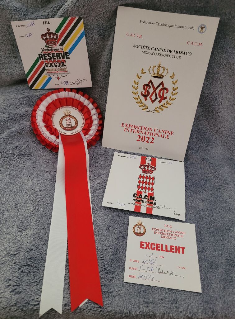 CH. Obayatelnyy myagkost shokolad Des Hibiscus D'Azur - classe ouverte :1er excellent- CACM - RCACIB