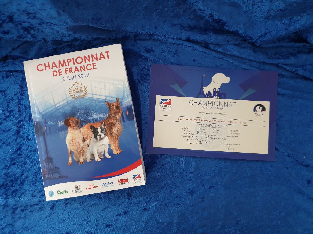 CH. Obayatelnyy myagkost shokolad Des Hibiscus D'Azur - Classe Jeune : 3ème Très bon