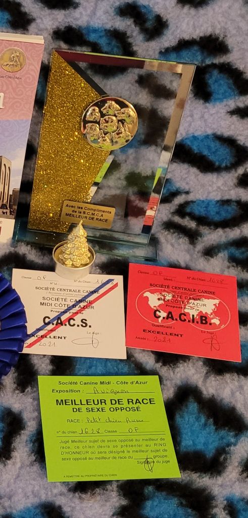 CH. Obayatelnyy myagkost shokolad Des Hibiscus D'Azur - Classe ouverte : 1er excellent - CACS -CACIB - Meilleur de sexe opposé