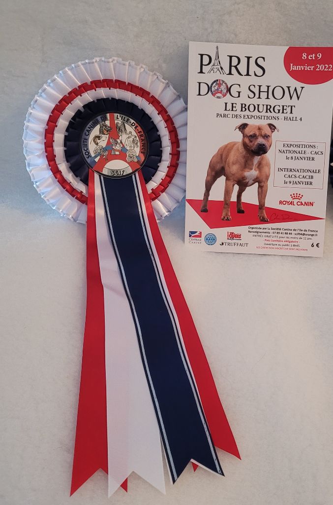 CH. Obayatelnyy myagkost shokolad Des Hibiscus D'Azur - Classe Champion : 2e Excellent