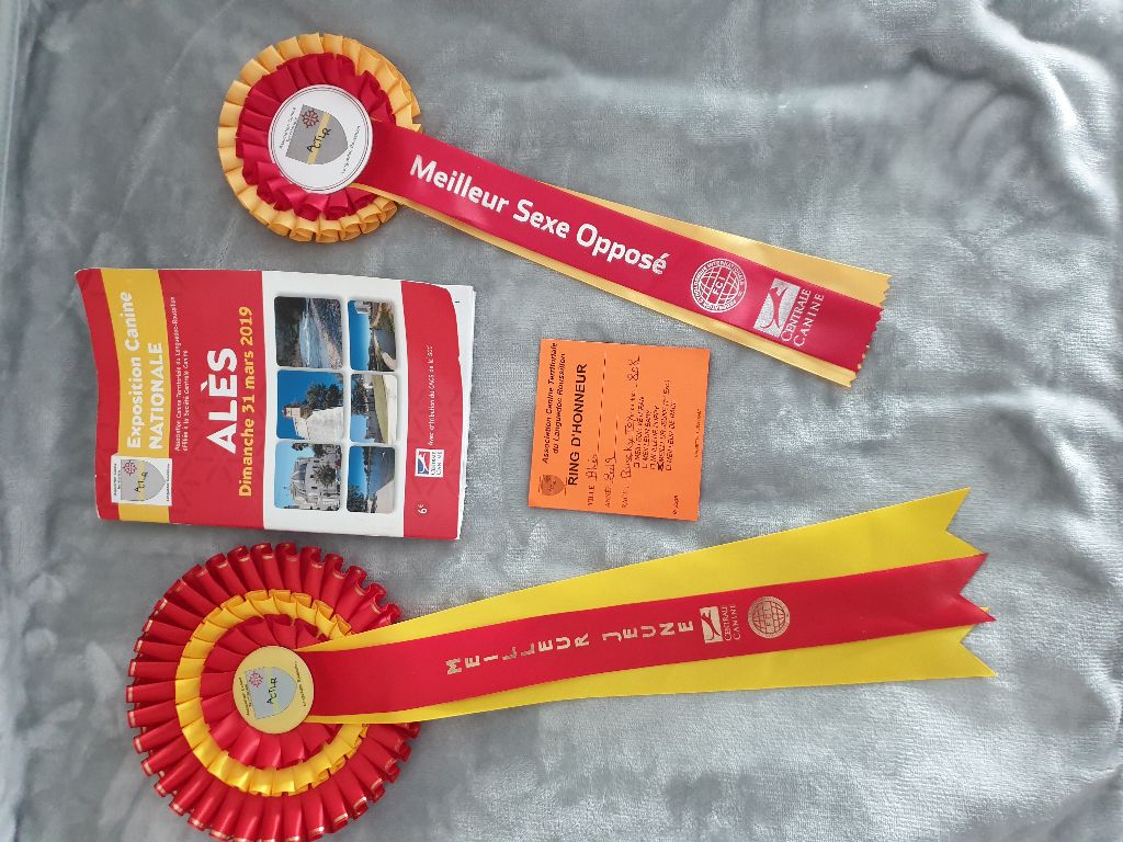 CH. Obayatelnyy myagkost shokolad Des Hibiscus D'Azur - Classe Jeune : 1er Exc - Meilleur Jeune - BOS