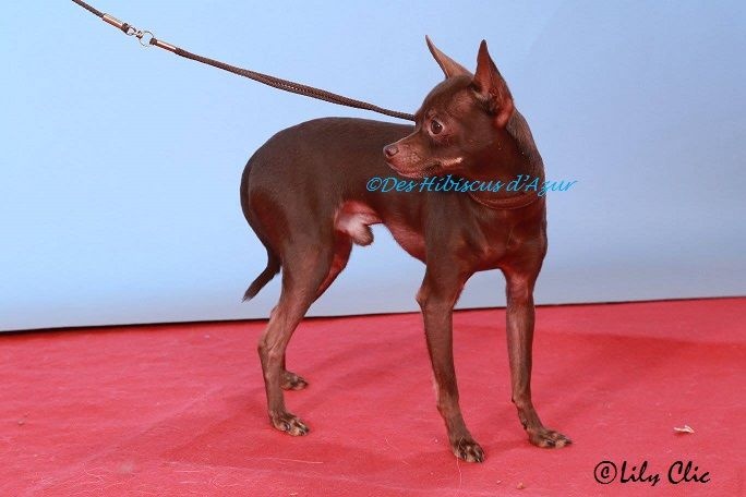 CH. Tamirlan tsar iz polesskikh elfov - Classe Champion : 1er Excellent