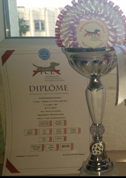 CH. Tamirlan tsar iz polesskikh elfov - Classe Champion : 1er excellent - CACL - Meilleur mâle - BOB sexe opposé