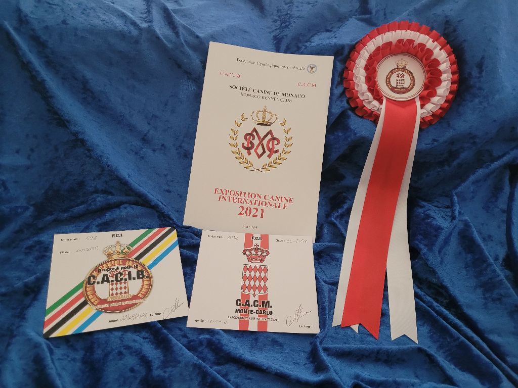 CH. Obayatelnyy myagkost shokolad Des Hibiscus D'Azur - Classe ouverte :1er exc - CACM - CACIB